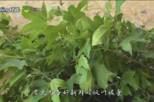 枫叶如何泡出黑色汁.