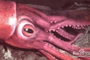 你肯定不知道的10大生物事实.