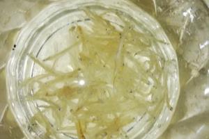 银鱼蒸蛋怎么做好吃.