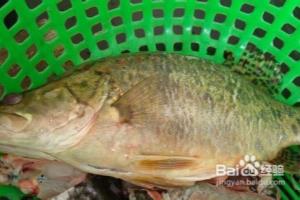 松鼠桂鱼做法.