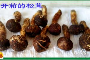香香脆脆的香煎松茸.