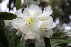 北方冬季怎样养护山茶.
