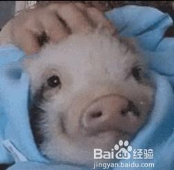 养宠物猪的注意事项