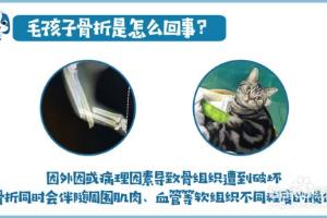 猫咪狗狗骨折了怎么办？.