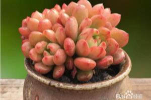 多肉植物红宝石怎么养最佳？.