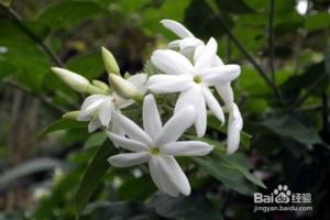 茉莉花休眠期为何那么重要.