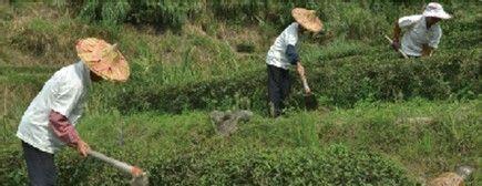 什么样的铁观音,才算是有机铁观音