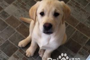 训练拉布拉多犬要把握十项心理准备.