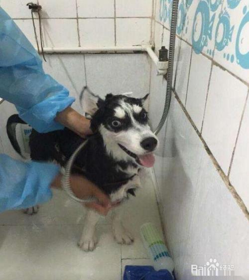怎样消除哈士奇的体臭