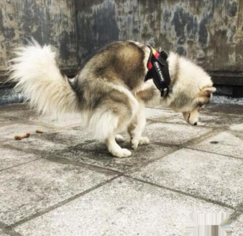 怎样消除哈士奇的体臭