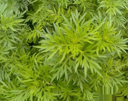 野艾蒿和艾草怎样分别