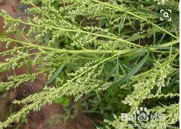 野艾蒿和艾草怎样分别