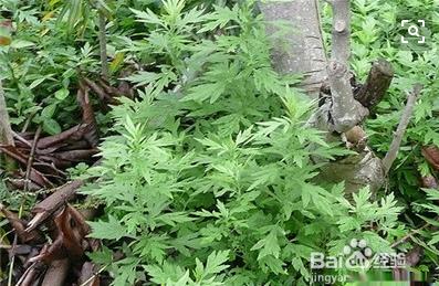 野艾蒿和艾草怎样分别