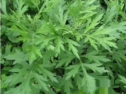 野艾蒿和艾草怎样分别