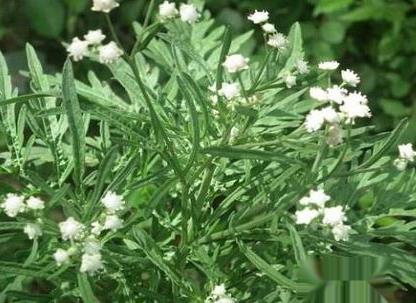 野艾蒿和艾草怎样分别