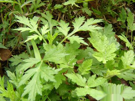 野艾蒿和艾草怎样分别