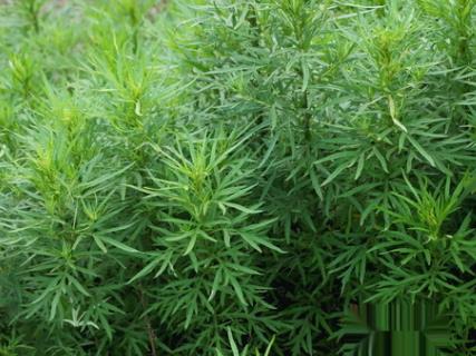 野艾蒿和艾草怎样分别