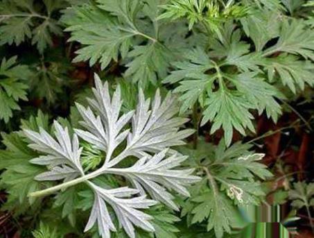野艾蒿和艾草怎样分别