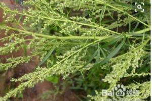 野艾蒿和艾草怎样分别.