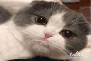 猫咪不吃不喝呕吐怎么办？.