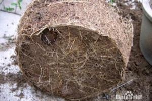如何给花换土、换盆？需要注意些什么？.
