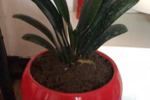 圆头君子兰养殖.