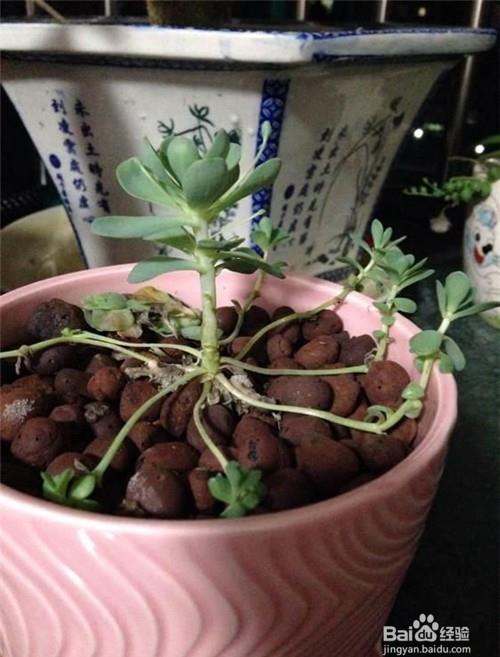 10个肆意乱长的多肉,最后一张笑死了!