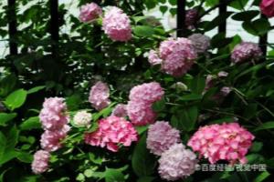 绣球花不长花苞怎么办.