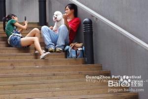 训练萨摩耶迅速卧下的方法.