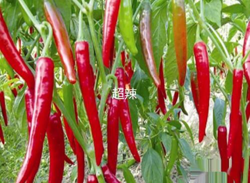 辣椒炒肉窍门