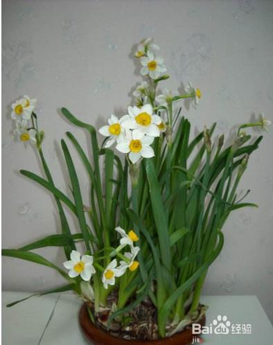 水仙开花后怎么处理