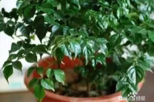 幸福树用什么培育最好?.