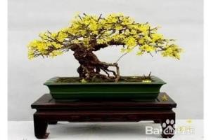 适合室内养护的开花植物，养在室内，超漂亮.