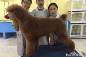 去哪学宠物美容比较好.