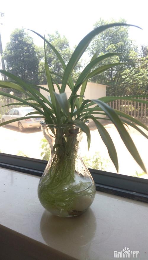 我的吊兰不浪费