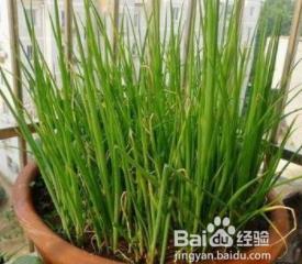 小葱不放冰箱,还能怎么保存?