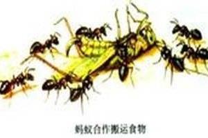 初中生物：生物与生物的关系.