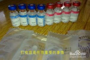 罗威纳4个月了该怎么喂才能保证健康？.