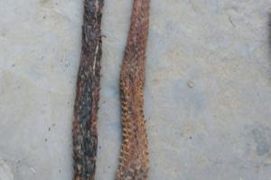 十种肉苁蓉泡酒配方的制作方法.