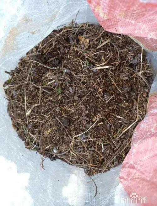 门口挖点土,肥得直流油,赶紧给花用上