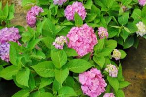 园艺5——绣球花的养护.