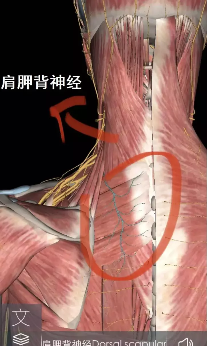 左肩膀后面肩胛骨缝隙处疼痛怎么办(4)
