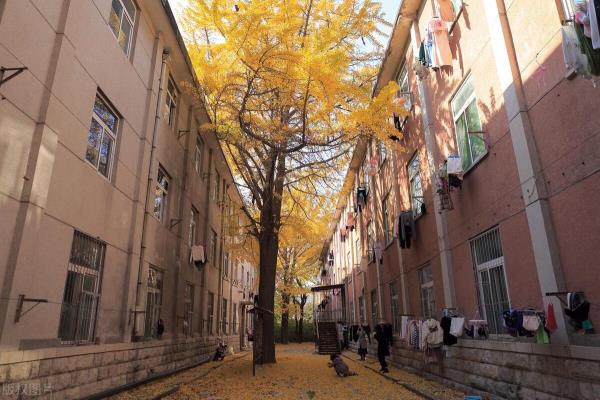 山东最容易考研的大学.