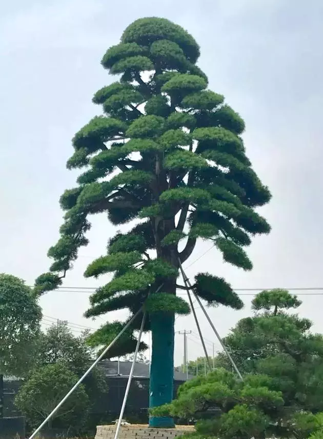 罗汉松的价格怎么定的百度知道(3)