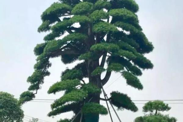 罗汉松的价格怎么定的百度知道.