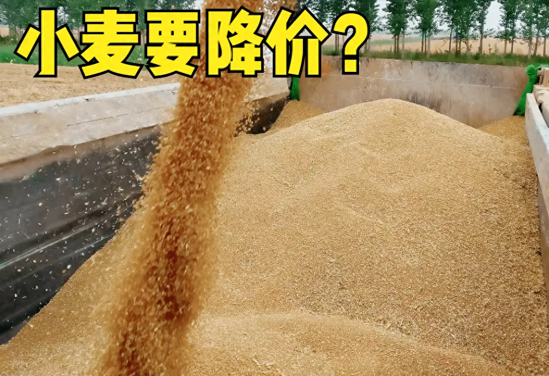 今年小麦价格还有上涨的可能吗(1)