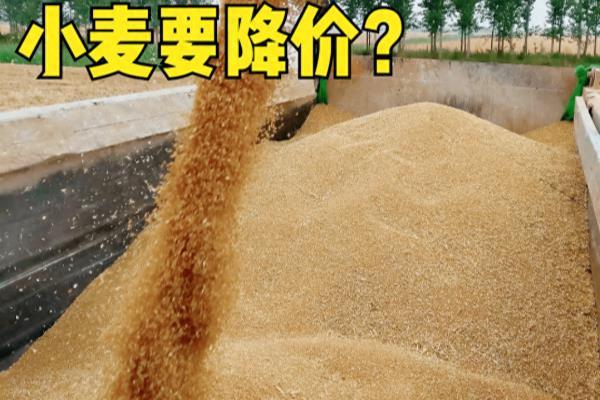 今年小麦价格还有上涨的可能吗.