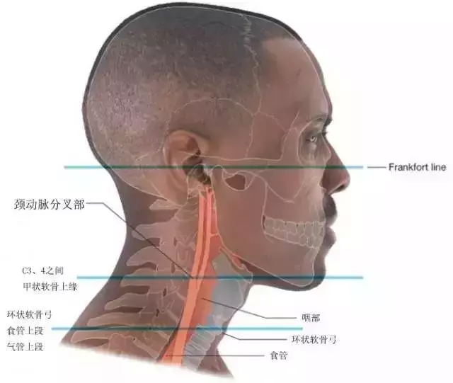 颈静脉切迹可作为取什么的标志(1)