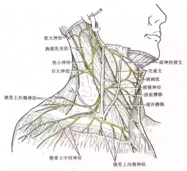 颈静脉切迹可作为取什么的标志(3)
