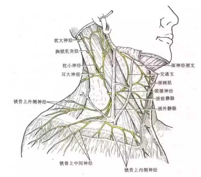 颈静脉切迹可作为取什么的标志(9)